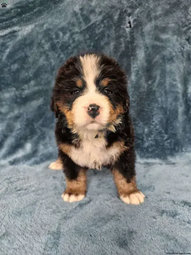 Bernese | Filhotes fofinhos esperando você