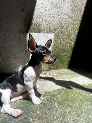 Vendo cachorro pinscher