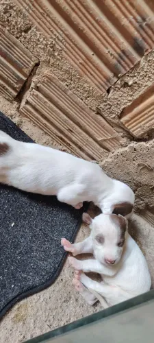 Vende-se pit Bull