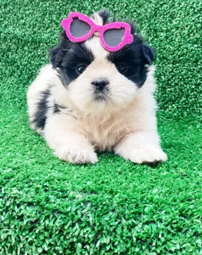 Linda filhotinha de Shih Tzu com Pedigree