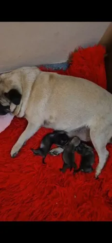 Cachorrinho raça pug
