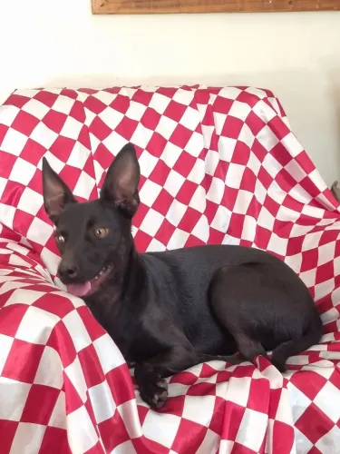 Adote um cão