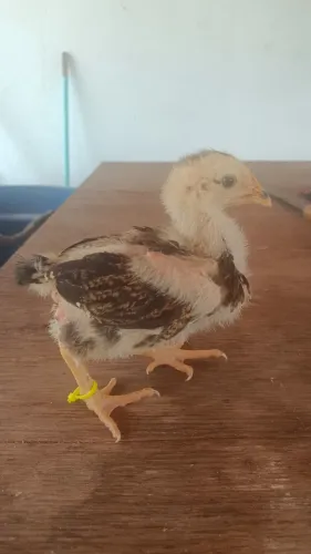 Venda de ovos e pintinhos.