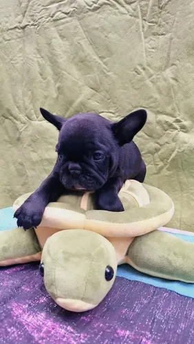 Lindos filhotes de buldogue francês 5 machos e 1 fêmea 