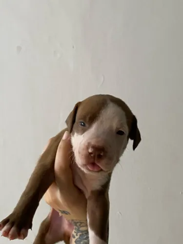 Pitbull filhote