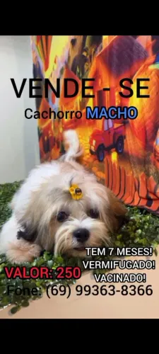 Cachorro Peludo Macho - 7 Meses, Vacinado e Vermifugado - R$250