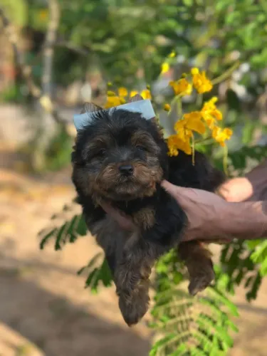 Machinho de Yorkshire 