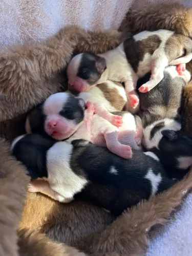 Filhotes  Shihtzu 