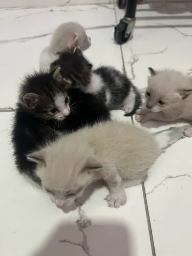 Gatinhos filhotes para doação 