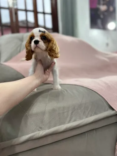Cavalier King Charles Spaniel macho