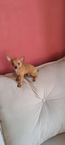 Pinscher zero