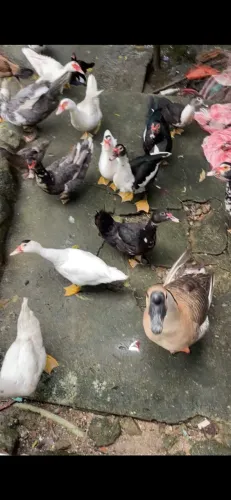 Patos à venda