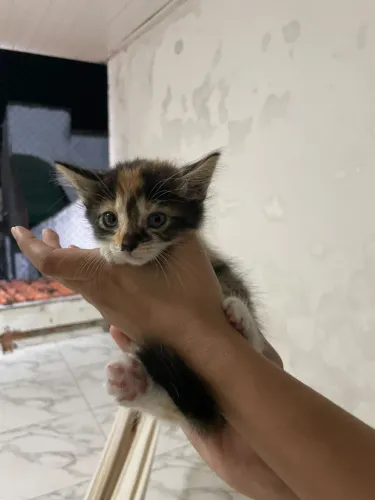 Gatinha filhote adoção