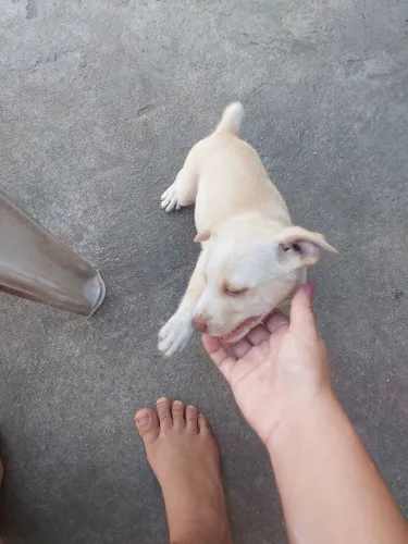 Doação de Cães