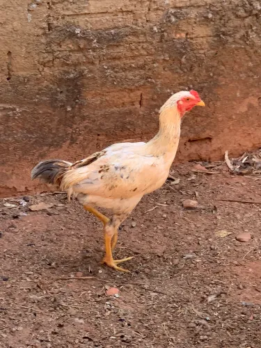 Frangão Caipira legitimo