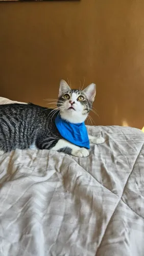 Gatinhos para adoção castrados 