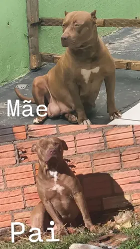 PITMONSTER FEMEAS DISPONIVEIS 