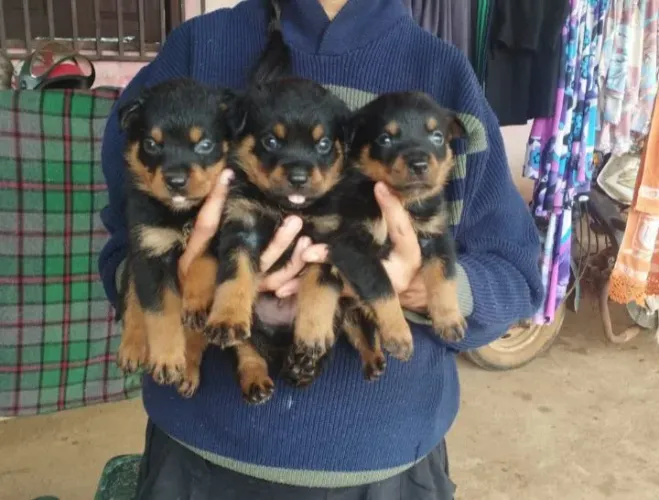 Cachorro contato. Zap *