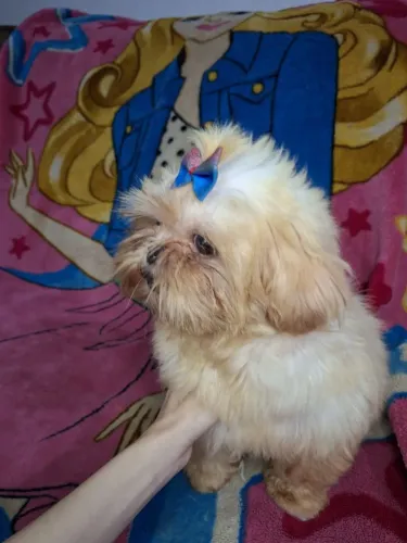 Shih Tzu Chocolate Areia