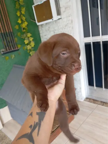 Fêmea labrador 