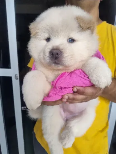 Chow Chow puro   olhos azuis 