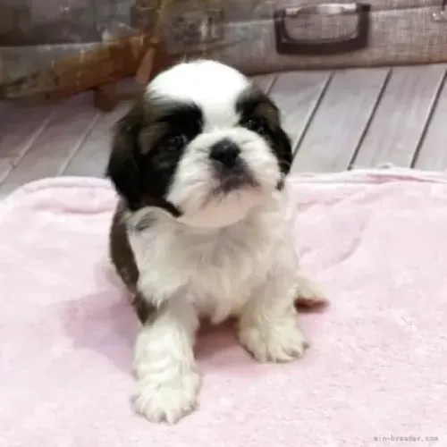 Filhotes temperamento tranquilo Shih tzu/Shitzu