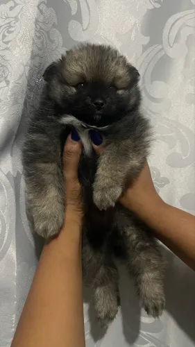 Lulu da pomerania