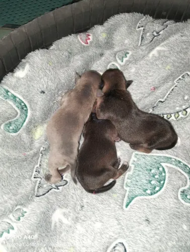 Vendo Pinscher fêmea caramelo de capa