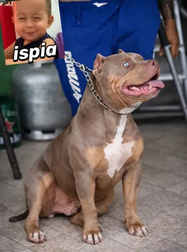 Filhotes de Pitbull legítimo