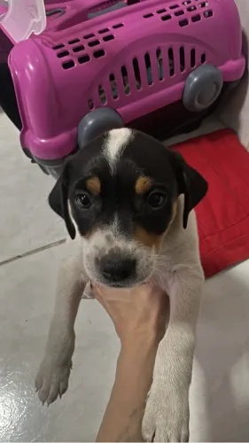 Doação cachorro