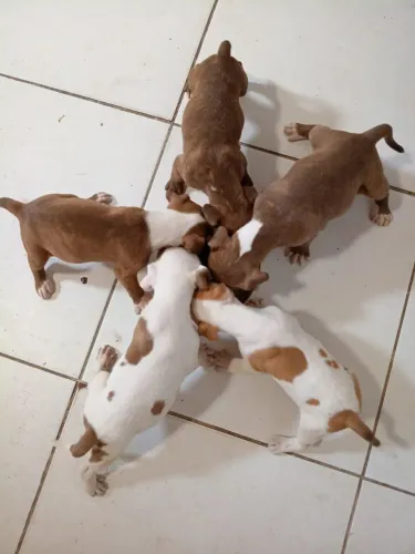 Filhotes de pitbull