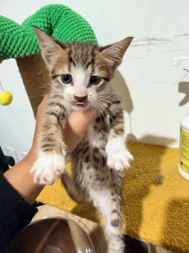 Gatinho macho para adoção