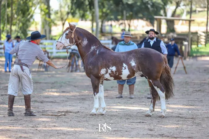 Cavalo crioulo