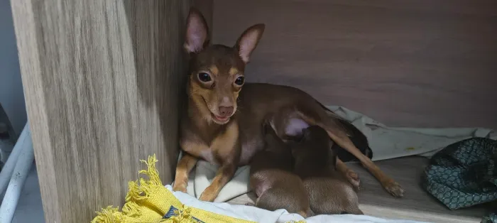 Pinscher 
