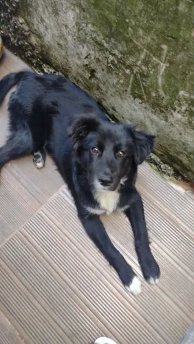 DOAÇÃO RESPONSÁVEL - CÃO DE PORTE GRANDE