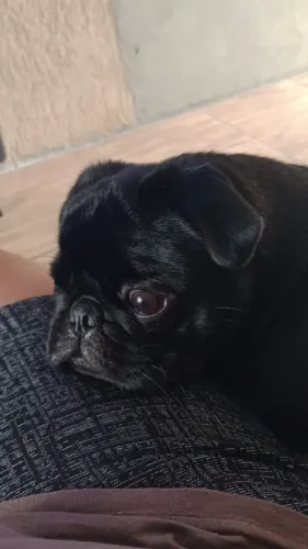 Pug preto