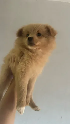 Fêmea de Lulu da Pomerania