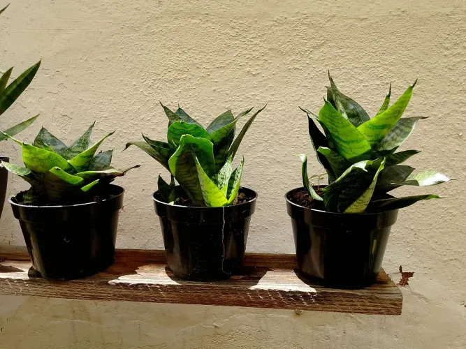 Espada de São Jorge (espadinha)