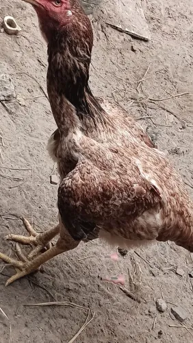 Galinhas raça índio gigante