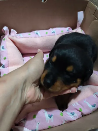 Filhote de rottweiler