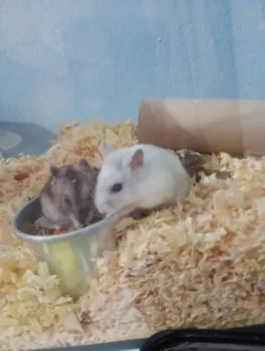 Hamster branco disponível 