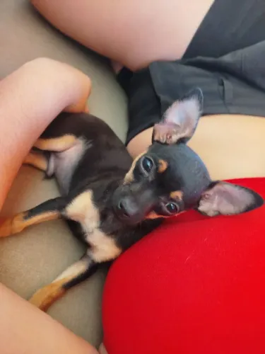 Filhotes de Pinscher