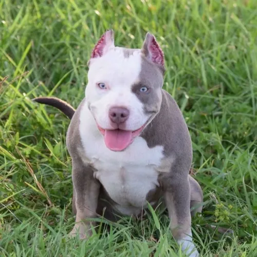 American Bully - Amor Que Brilha Nos Olhos 