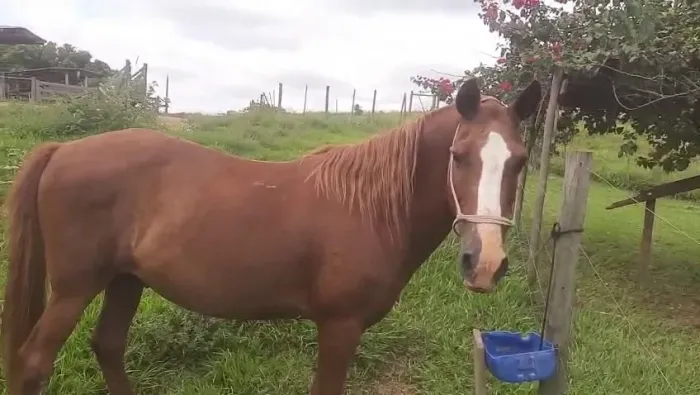 cavalo