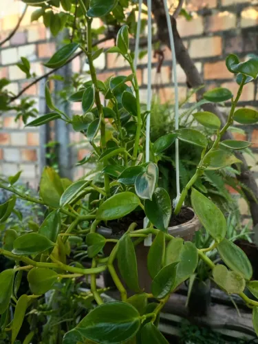 Planta