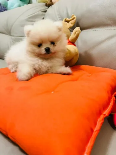 Cachorro Lulu da Pomerania pronto para sua casa.