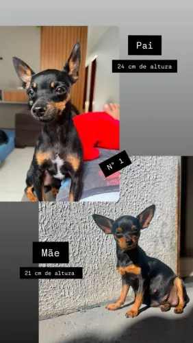 Pinscher