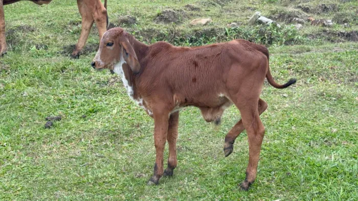 GIR - bezerros de 6 meses e 7 meses 2.500 a unidade 