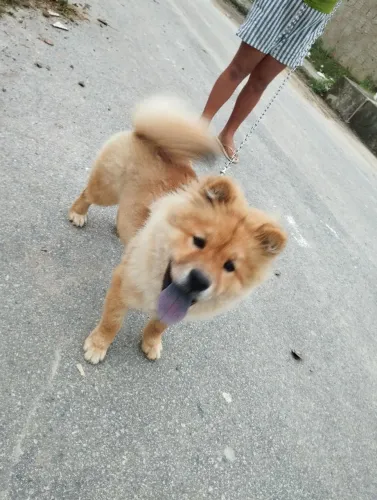 Vendo Chow Chow apenas 4 meses de vida motivos eu vou fazer uma viagem não tenho como leva
