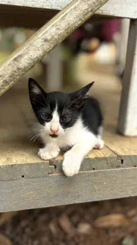 Filhotes de gato para doação 